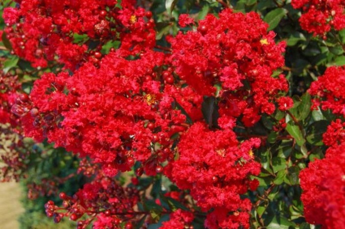 lagerstroemia indyjska magnifica rubra-4.webp