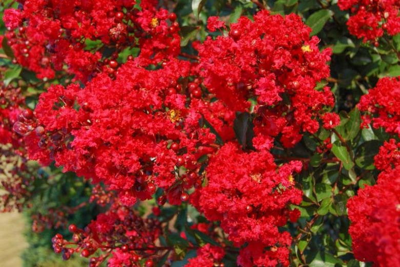 lagerstroemia indyjska magnifica rubra-4.webp