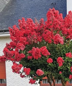 lagerstroemia indyjska magnifica rubra-2.jpg