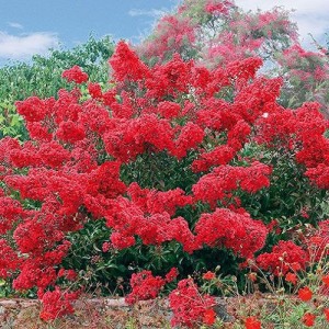 lagerstroemia indyjska magnifica rubra-1.jpg