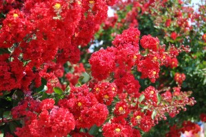 lagerstroemia indyjska magnifica rubra-3.jpg
