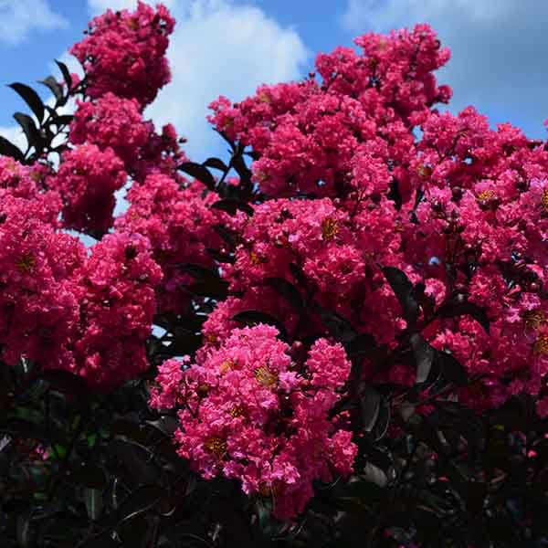 Lagerstroemia Rubra-3.jpg