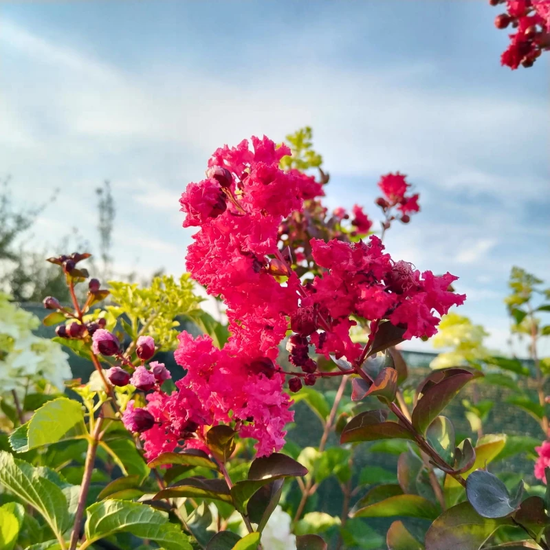 Lagerstroemia Rubra-2.jpg