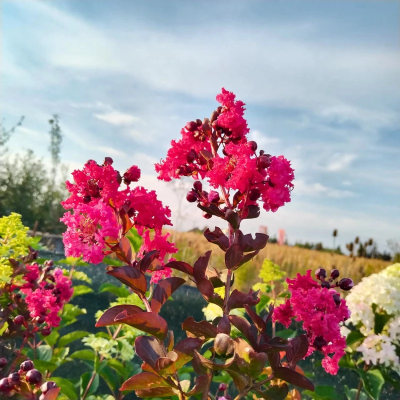 Lagerstroemia Rubra-1.jpg