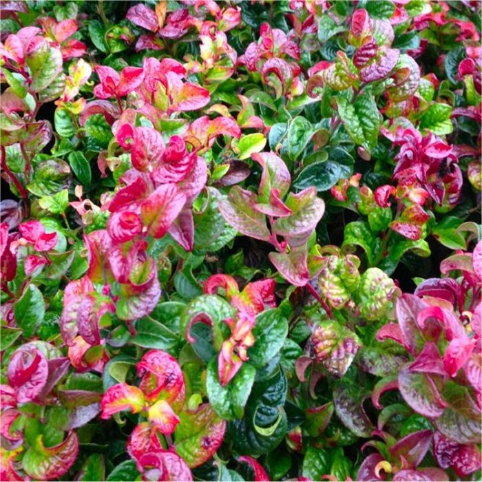 leucothoe axillaris curly red-3.jpg