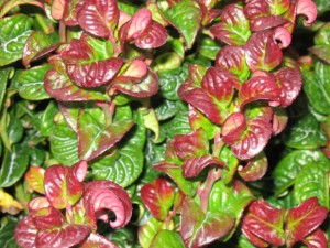leucothoe axillaris curly red-2.jpg