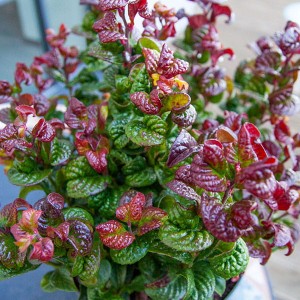 leucothoe axillaris curly red-1.jpg