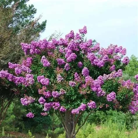 lagerstroemia indyjska seaburn-3.jpg