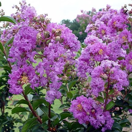 lagerstroemia indyjska seaburn-2.jpg
