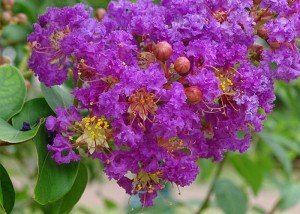 lagerstroemia indyjska seaburn-1.jpg