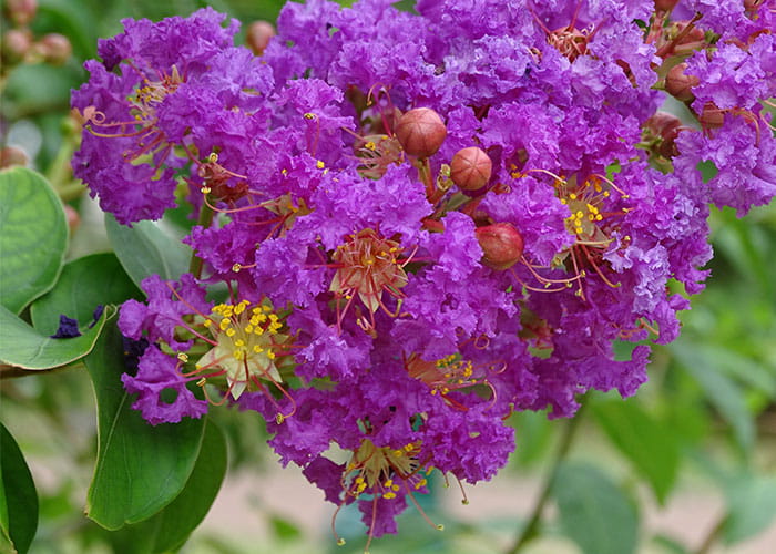 lagerstroemia indyjska seaburn-1.jpg