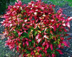 leucothoe 'Zeblid' Scarletta-3.jpg
