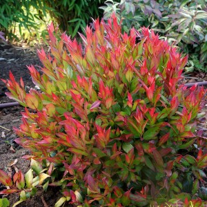 leucothoe 'Zeblid' Scarletta-2.jpg