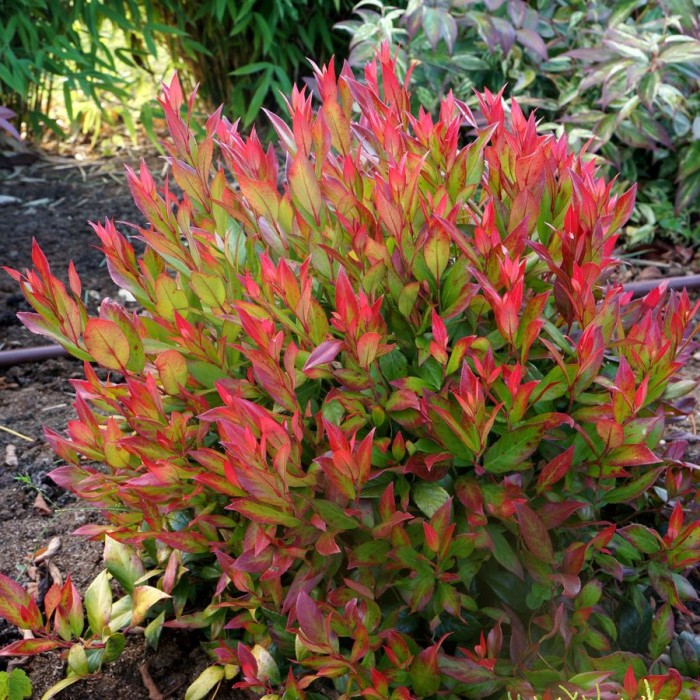 leucothoe 'Zeblid' Scarletta-2.jpg