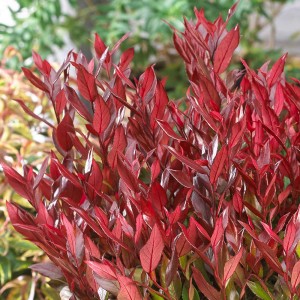 leucothoe 'Zeblid' Scarletta-1.jpg