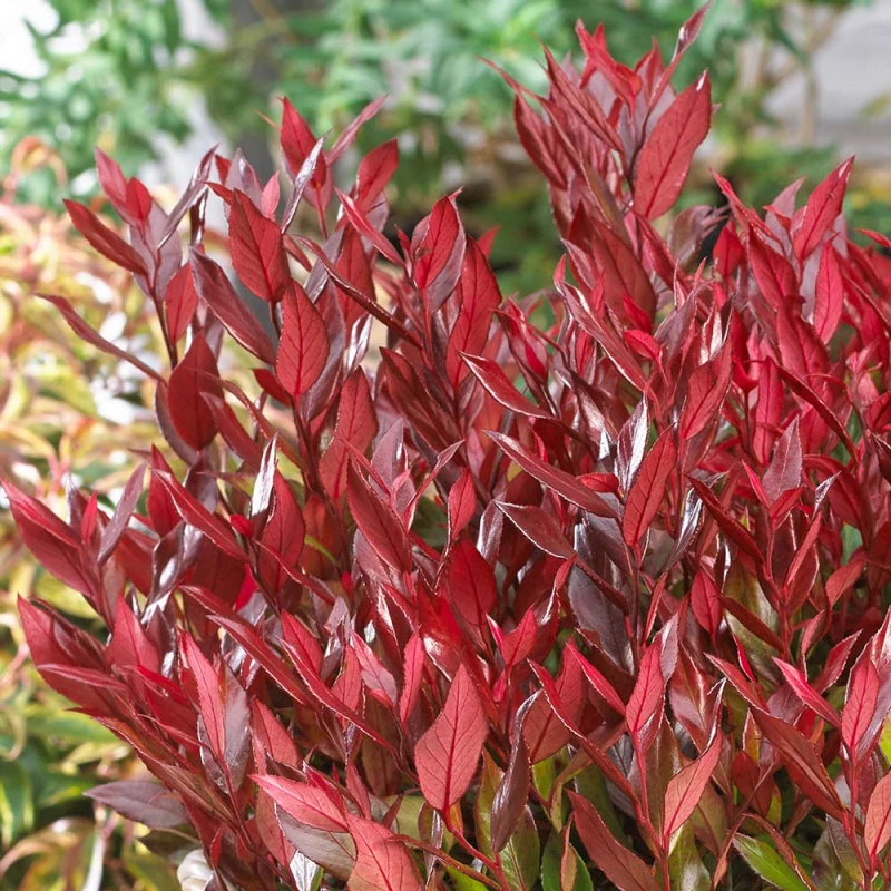leucothoe 'Zeblid' Scarletta-1.jpg