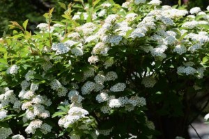 philadelphus schneesturm-4.jpg