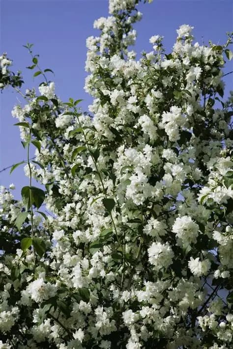 philadelphus schneesturm-3.jpg