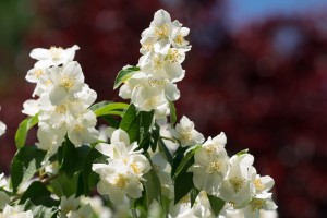 philadelphus schneesturm-2.jpg