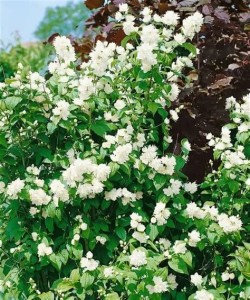 philadelphus schneesturm-1.jpg