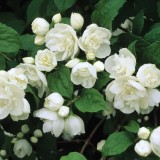Snowbelle