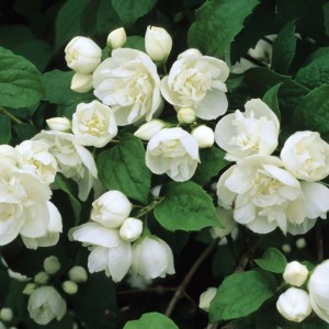 philadelphus snowbelle-3.jpg