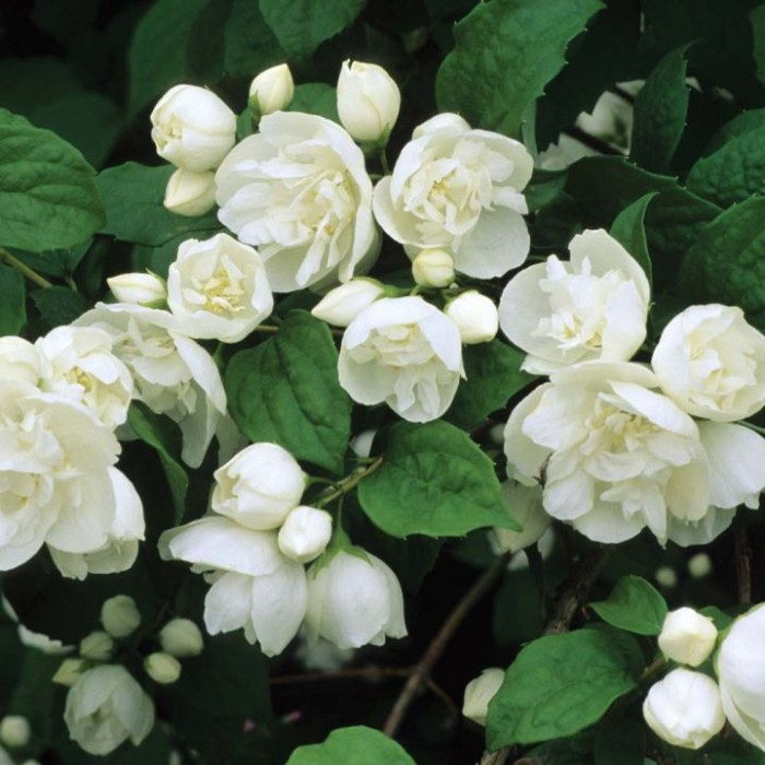 philadelphus snowbelle-3.jpg