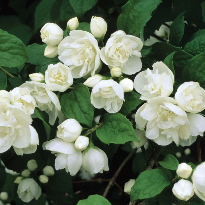 philadelphus snowbelle-3.jpg