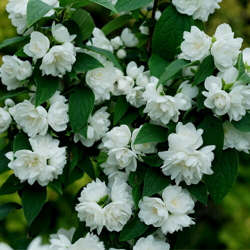 philadelphus snowbelle-2.jpg