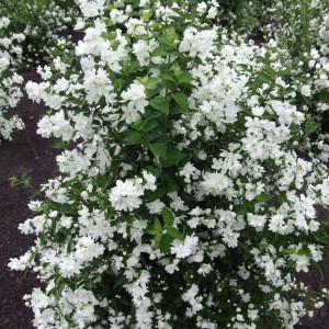 philadelphus snowbelle-1.jpg