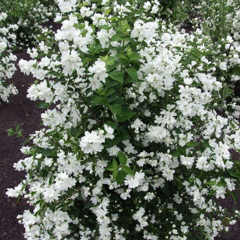philadelphus snowbelle-1.jpg