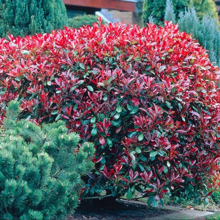 photinia fraseri little red robin-3.jpg