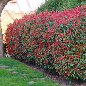 photinia fraseri little red robin-2.jpg