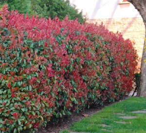 photinia fraseri little red robin-1.jpg