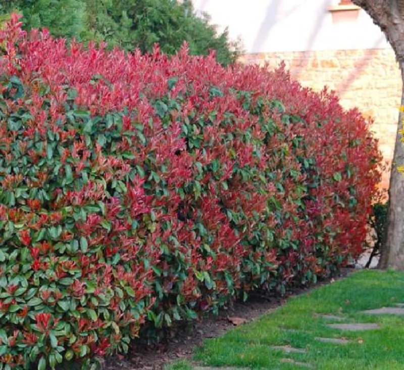 photinia fraseri little red robin-1.jpg