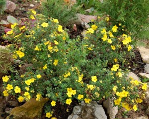 potentilla-goldfinger-3.jpg
