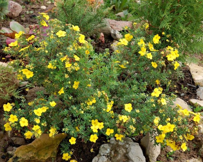 potentilla-goldfinger-3.jpg