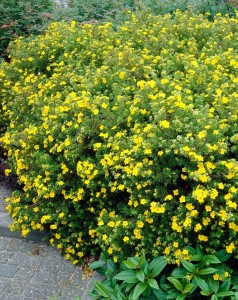 potentilla-goldfinger-2 (1).jpg