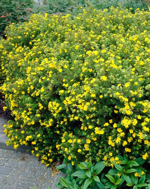 potentilla-goldfinger-2 (1).jpg