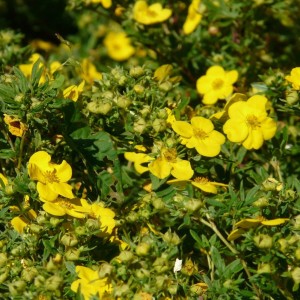 potentilla-goldfinger-1.jpg