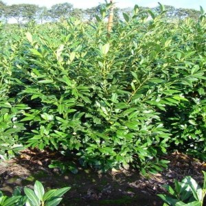 Laurowiśnia-cherry-brandy-1.jpg