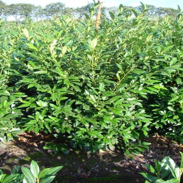 Laurowiśnia-cherry-brandy-1.jpg