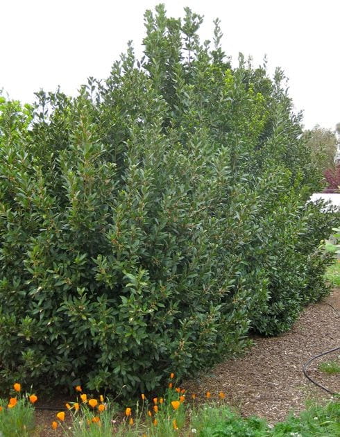 prunus laur-rotundifolia-3.jpg