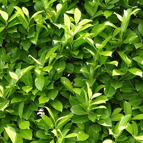 LAU-ROT-P9.jpg