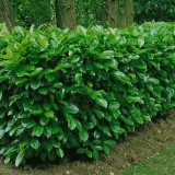 Rotundifolia