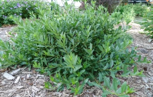 prunus-pumila-Depressa-4.jpg