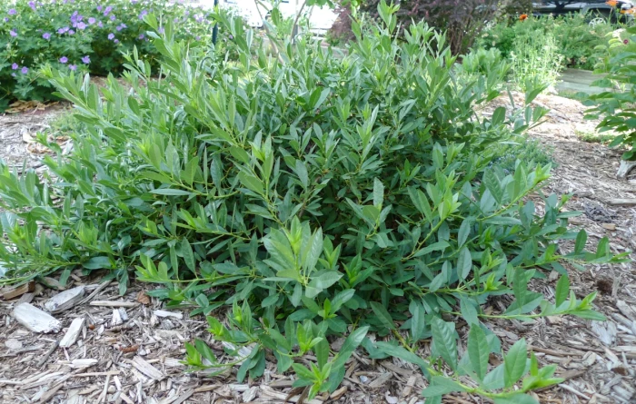 prunus-pumila-Depressa-4.jpg