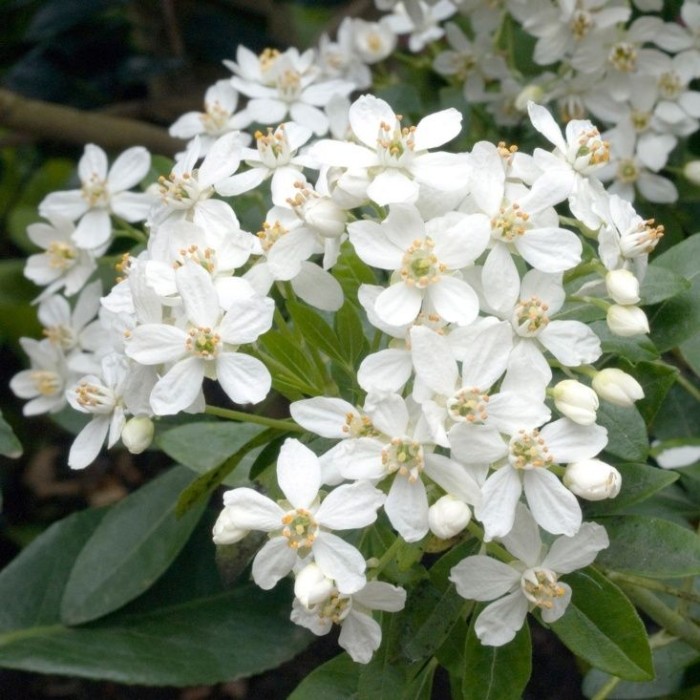 prunus-pumila-Depressa-3.jpg