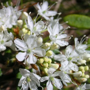 prunus-pumila-Depressa-1.jpg