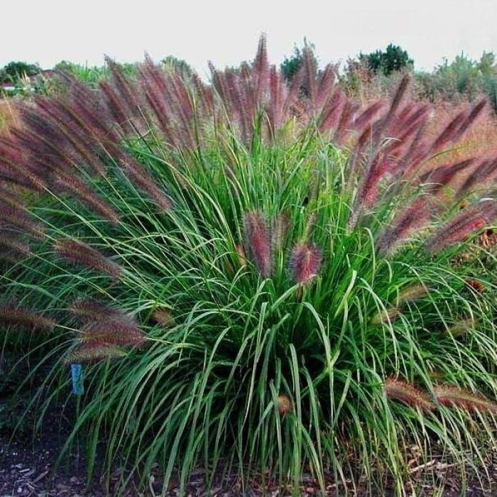 Pennisetum alopecuroides-3.jpg